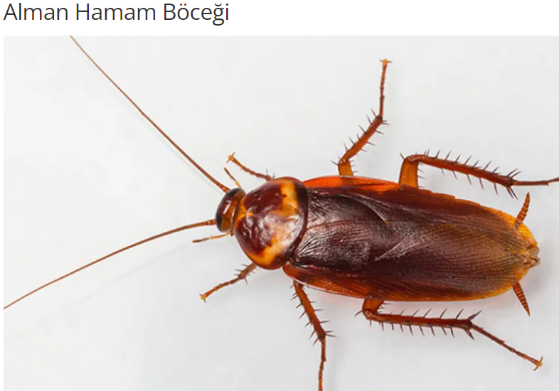 Alman Hamam Böceği
