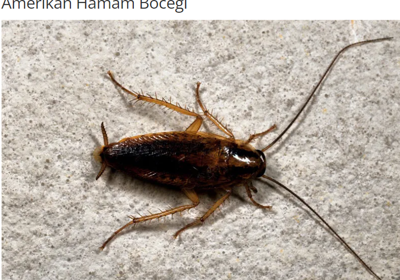 Amerikan Hamam Böceği