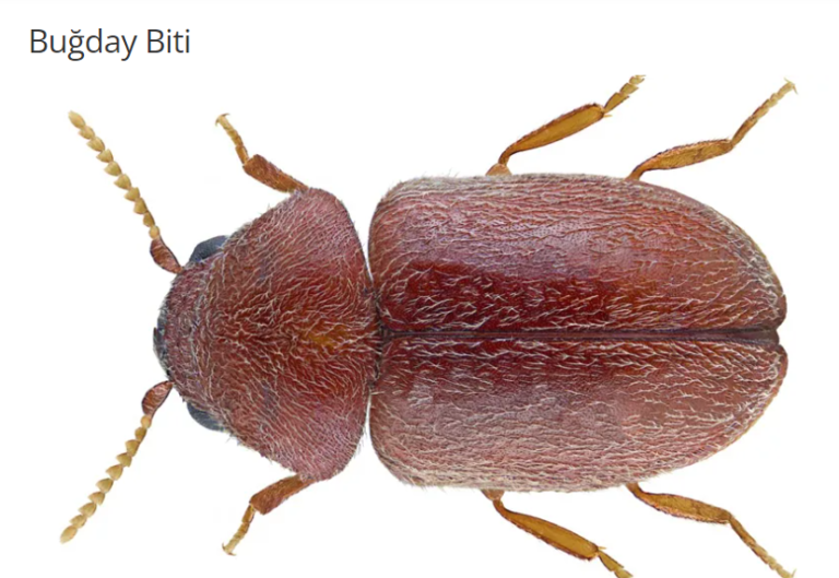 Buğday Biti