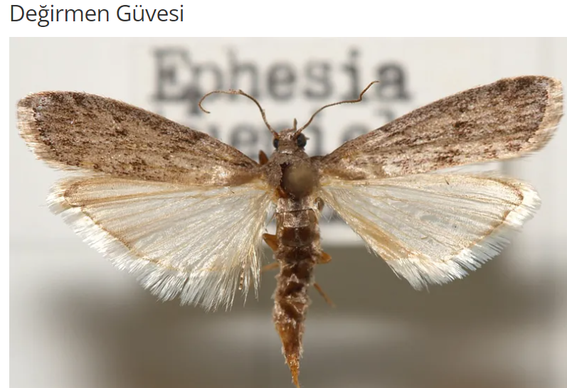 Değirmen Güvesi