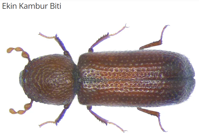 Ekin Kambur Biti