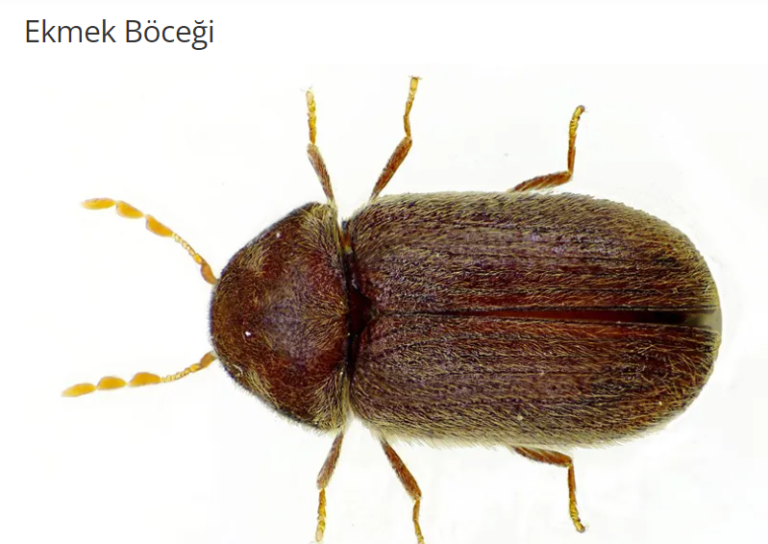 Ekmek Böceği