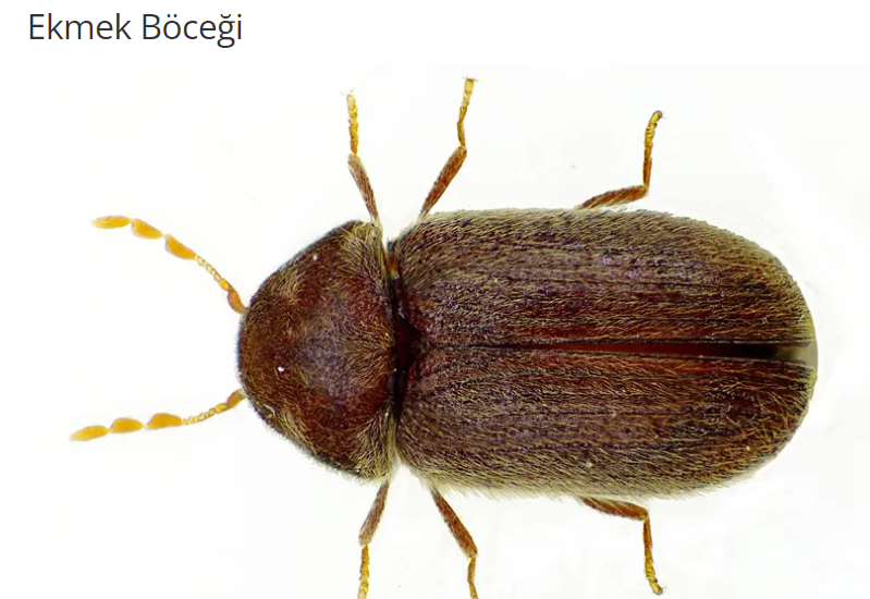 Ekmek Böceği