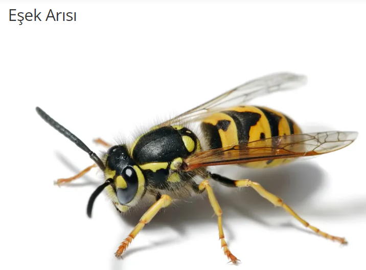 Eşek Arısı
