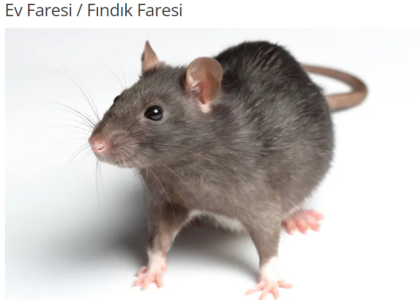Ev Faresi