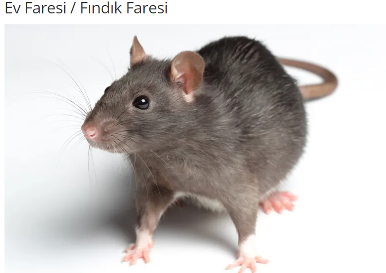 Çatı Faresi