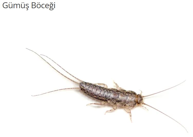 Gümüş Böceği