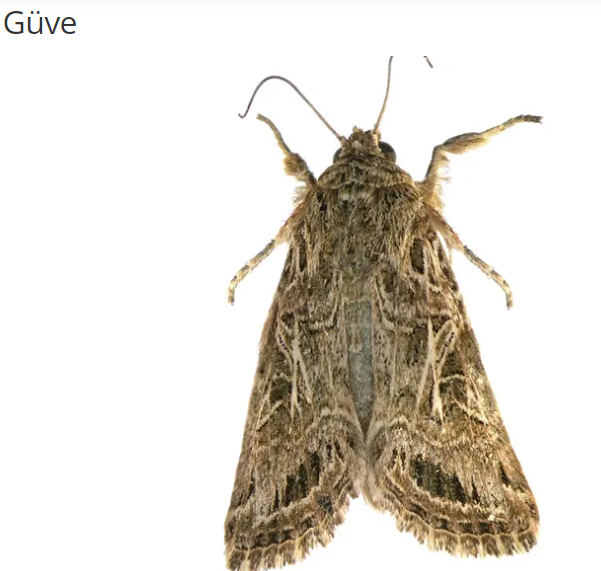 Güve