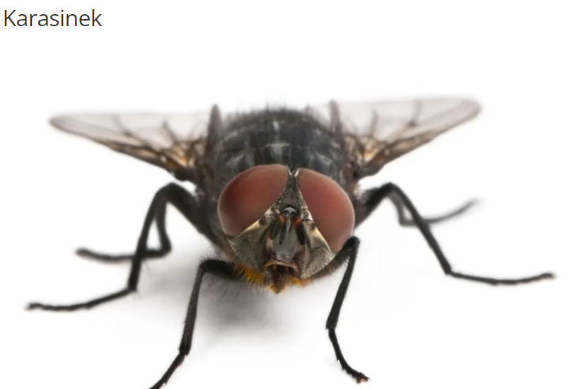 Karasinek