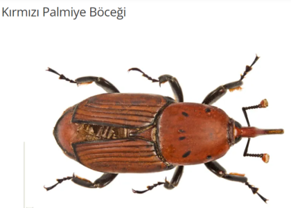 Kırmızı Palmiye Böceği