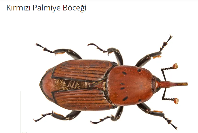 Kırmızı Palmiye Böceği