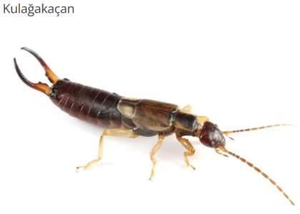 Kulağakaçan