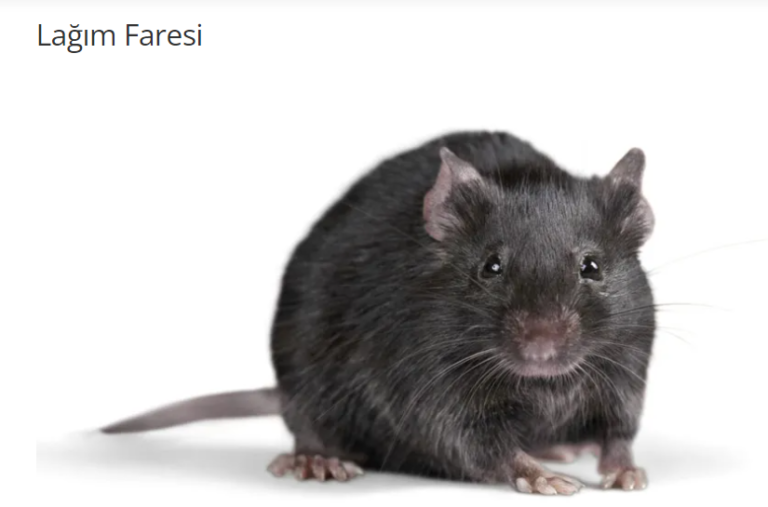 Lağım Faresi