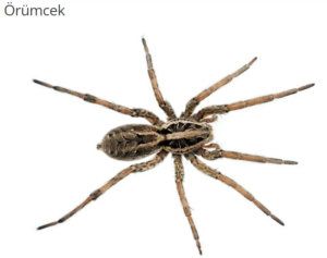 Örümcek