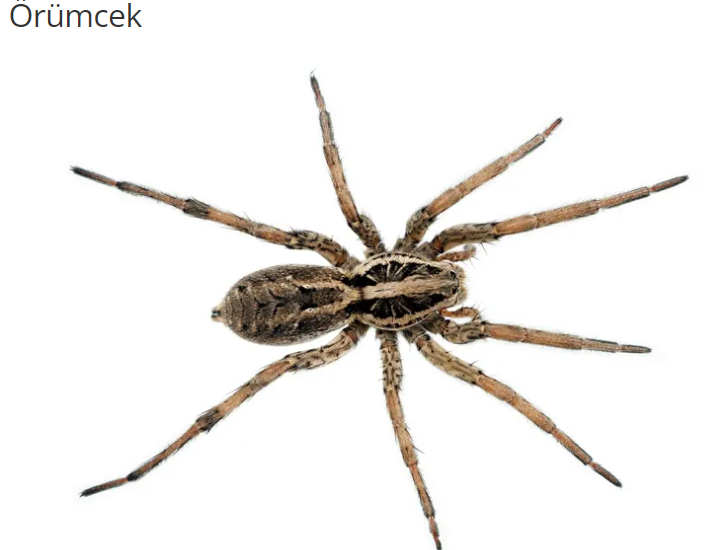 Örümcek