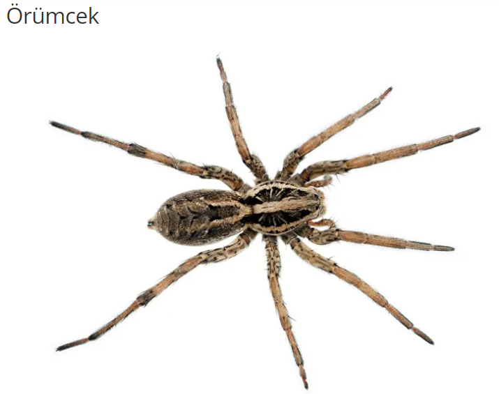 Örümcek