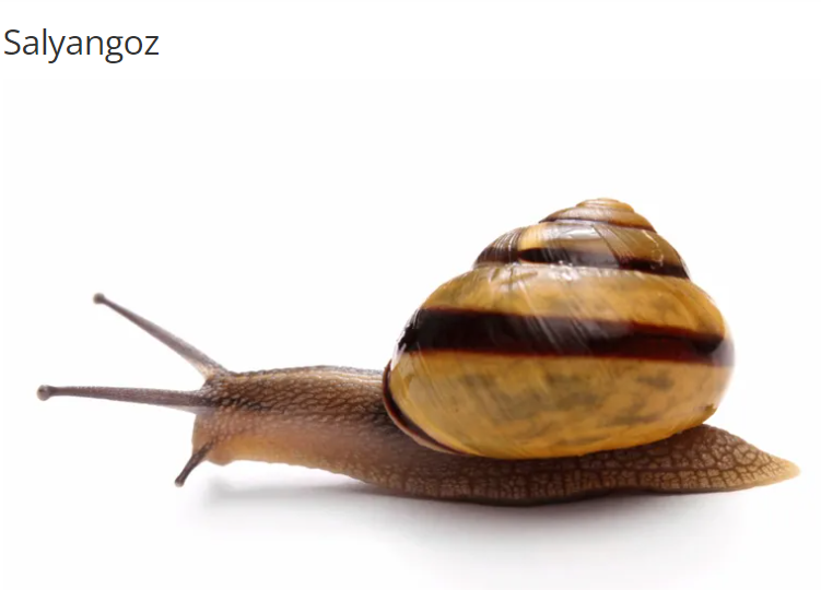 Salyangoz