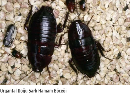 Oryantal Hamam Böceği