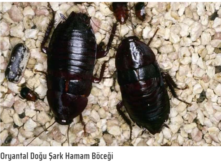 Oryantal Hamam Böceği