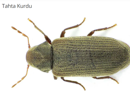 Tahta Kurdu