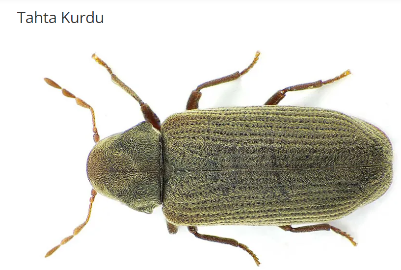 Tahta Kurdu
