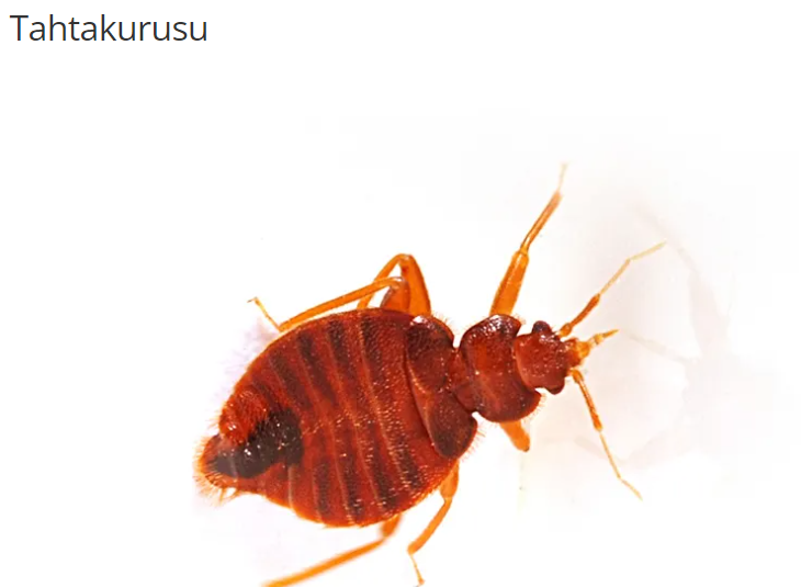 Tahtakurusu
