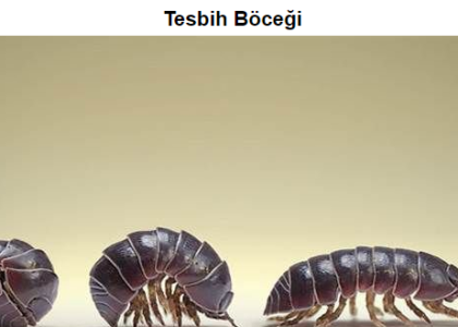 Tesbih Böceği