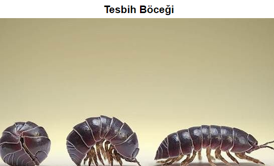 Tesbih Böceği
